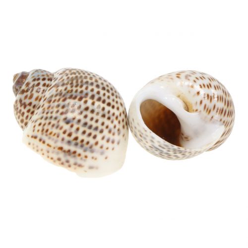 Floristik24 Coquilles d&#39;escargots naturelles 500g