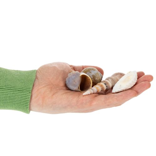 Article Coquillages et escargots. Éléments décoratifs marins naturels pour une décoration intérieure élégante. 500 g