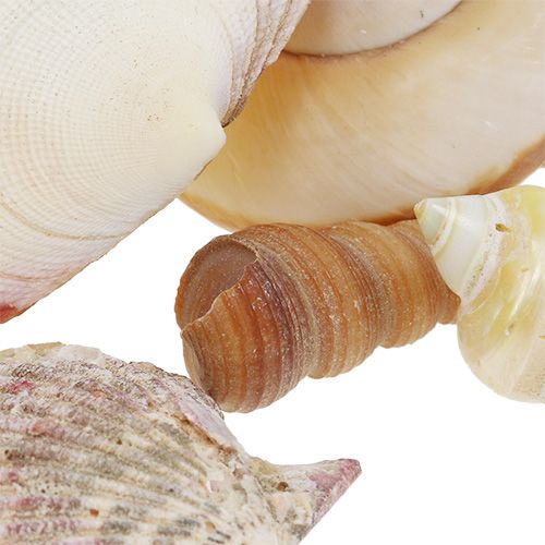 Floristik24 Mélange de coquilles dans un panier 16cm x 16cm