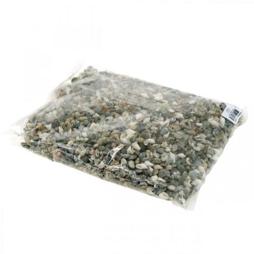Floristik24 Coquilles d&#39;escargots déco mini nature mix déco maritime 1kg