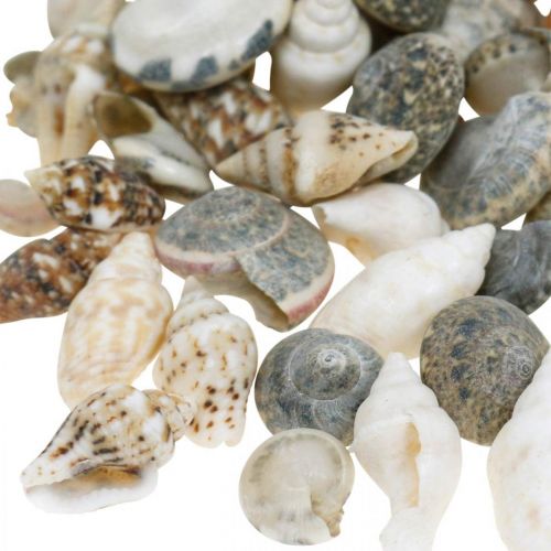 Floristik24 Coquilles d&#39;escargots déco mini nature mix déco maritime 1kg