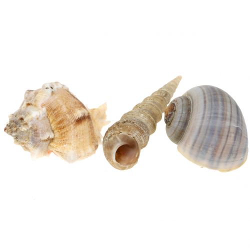 Floristik24 Mélange de coquille naturel 500g