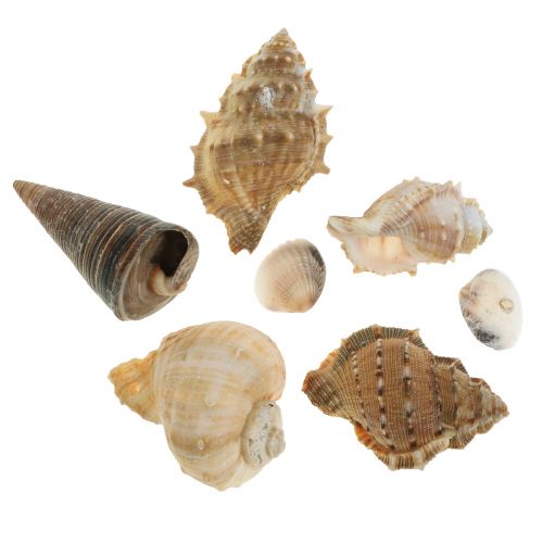 Assortiment de coquillages naturel 500g