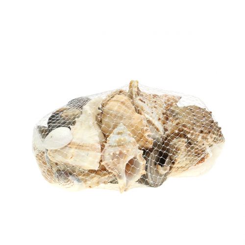 Floristik24 Assortiment de coquillages naturel 500g