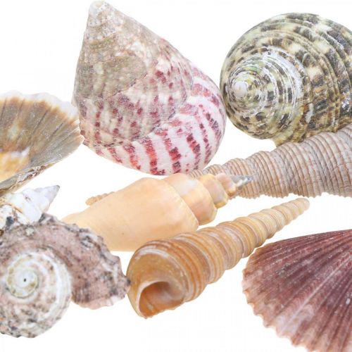 Floristik24 Mélange de coquillages, coquillages et coquilles d&#39;escargots, décoration estivale H3–5cm/L2,5–9cm 950g