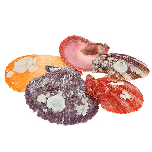 Floristik24 Mélange de coquillages en filet 200 g