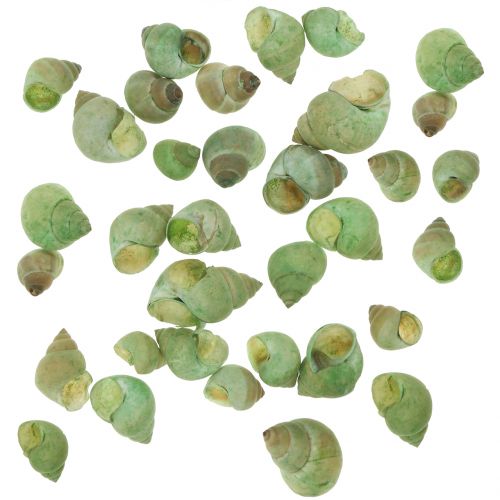 Floristik24 Assortiment de coquilles d&#39;escargot vert 1kg