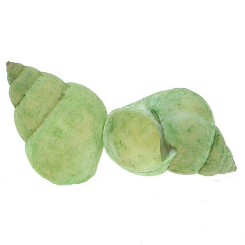Floristik24 Assortiment de coquilles d&#39;escargot vert 1kg