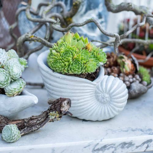 Article Coquillages à planter, décoration maritime, cache-pot Nautilus béton L15cm H9.5cm 2pcs