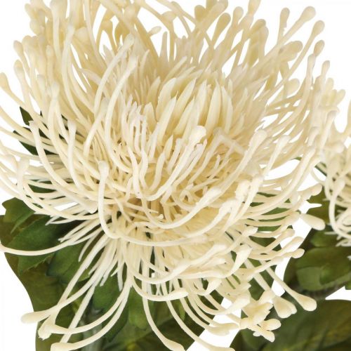 Article Coussin à épingles fleurs artificielles exotiques Protea Leucospermum crème 73cm 3pcs