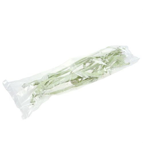 Article Natraj Mix vert pomme, blanchi à la chaux 10 pcs