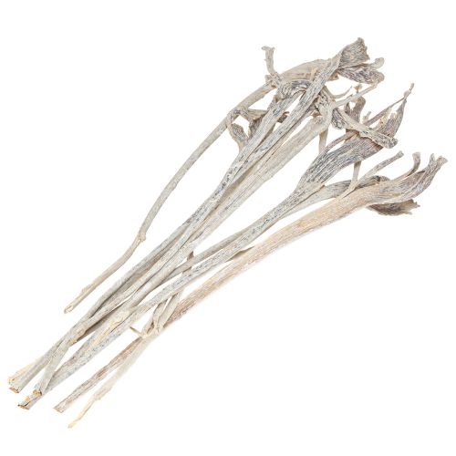 Article Natraj Bois de Cerf Mélange Blanc Lavé 10 pcs
