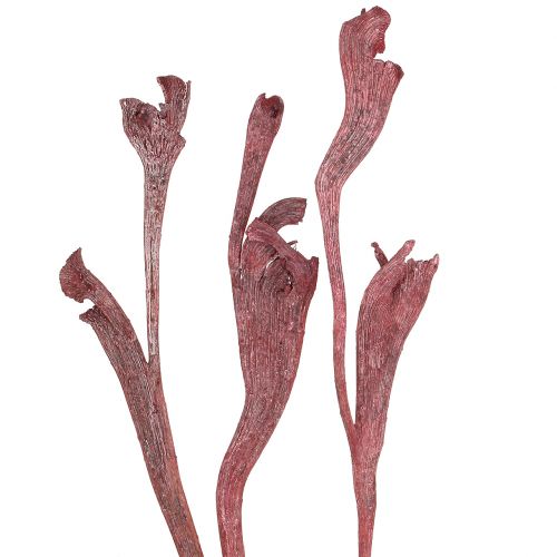 Floristik24 Natraj mélange de bois de cerf rouge, blanchi à la chaux 10 pièces
