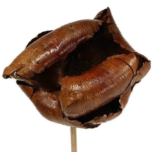 Article Fleur naturelle, coupe de palmier sur tige naturelle 25 pièces