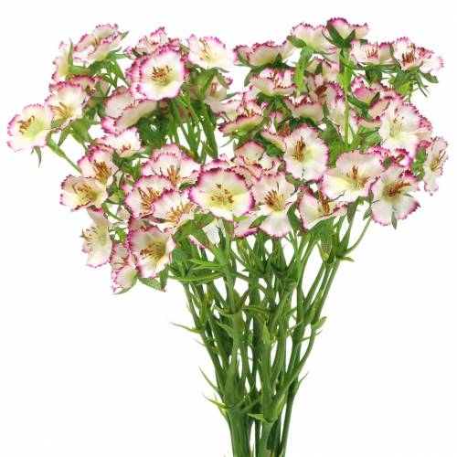 Floristik24 Bouquet d'oeillets blanc, violet 34cm