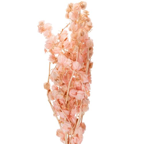 Une tige de fleur séchée crée une ambiance romantique dans n'importe quel espace de vie (75 cm).