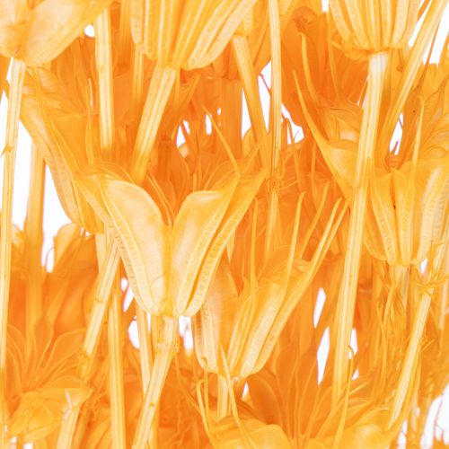 Article Composition florale séchée de Nigella, idéale pour une utilisation prolongée. Élégante et raffinée. 70 cm, 50 g