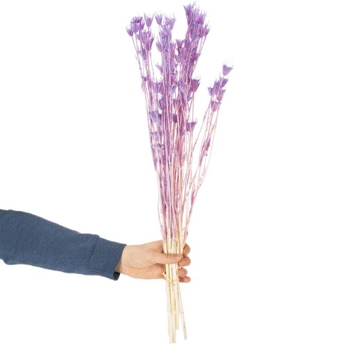 Article Bouquet de fleurs de nigelle séchées, pour la décoration du salon, crée une ambiance unique, 70 cm, 50 g