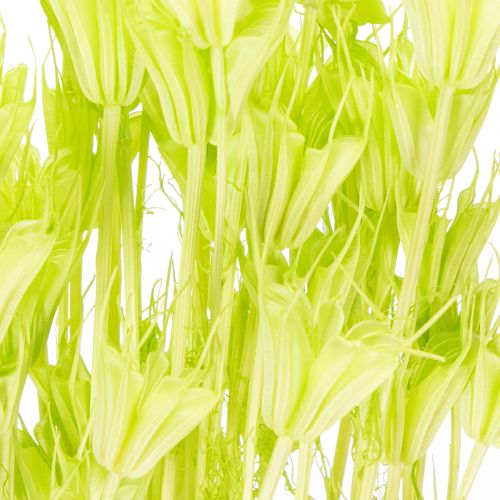 Article Fleurs de nigelle séchées, charmante décoration naturelle pour la maison, 70 cm, 50 g