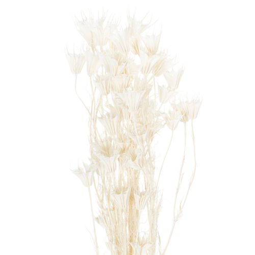 Bouquet de fleurs de nigelle séchées, élément décoratif naturel et élégant pour intérieurs raffinés, 70 cm, 50 g