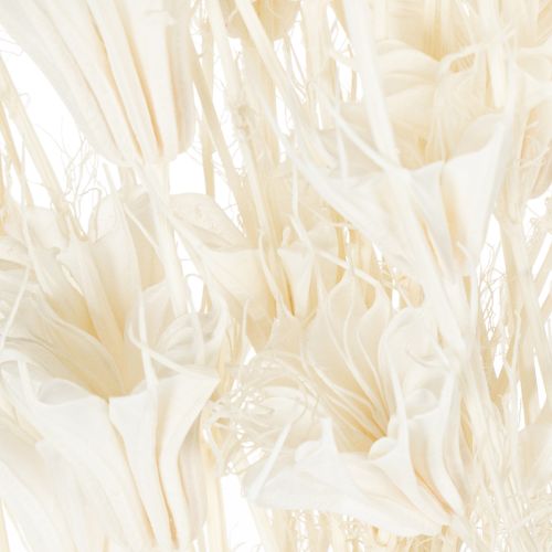 Article Bouquet de fleurs de nigelle séchées, élément décoratif naturel et élégant pour intérieurs raffinés, 70 cm, 50 g