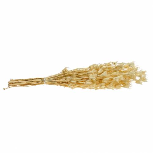 Floristik24 Graines de Fleurs Séchées Cumin Noir Blanchies 100g