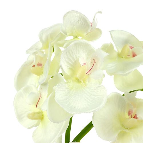 Article Orchidée Crème-Blanc L57cm 6 pcs