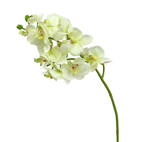 Floristik24 Orchidée vert clair 56cm 6pcs