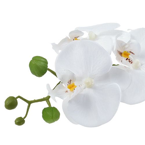 Article Orchidée Phalaenopsis avec coupe blanche H. 40 cm