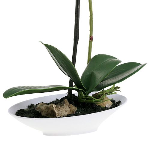 Floristik24 Orchidée Phalaenopsis avec coupe blanche H. 40 cm