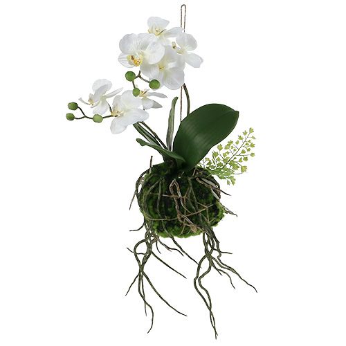 Floristik24 Orchidée Phalaenopsis à suspendre H33cm crème