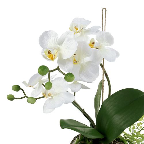 Article Orchidée Phalaenopsis à suspendre H33cm crème