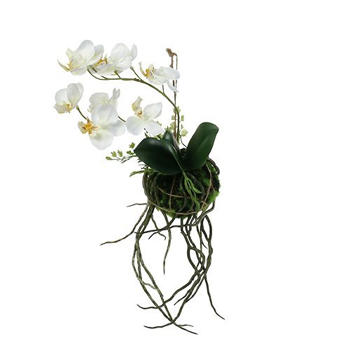 Floristik24 Orchidée Phalaenopsis à suspendre H26cm Crème
