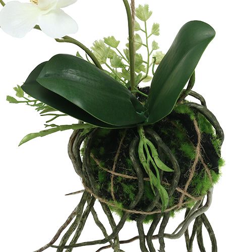Floristik24 Orchidée Phalaenopsis à suspendre H26cm Crème