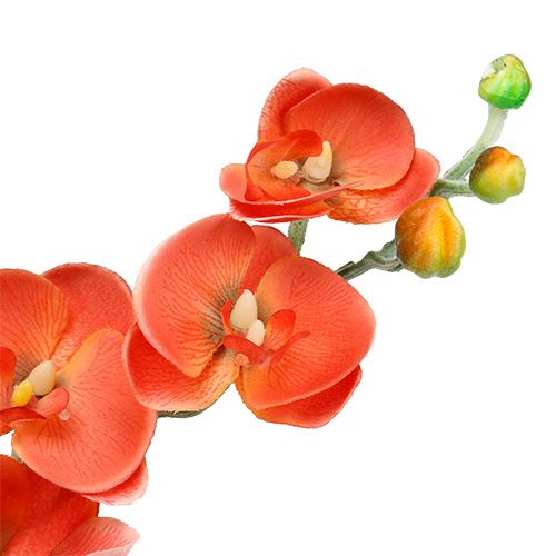 Floristik24 Orchidée deux branches 60 cm orange