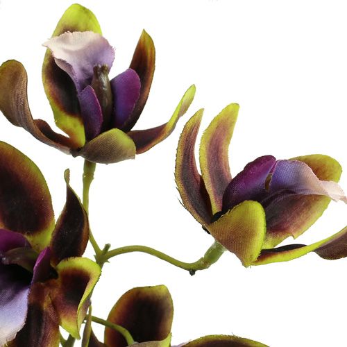 Floristik24 Orchidée Cymbidium Vert, Violet L38cm 4pcs
