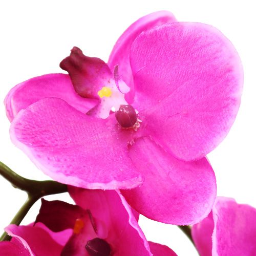 Floristik24 Orchidée Phalaenopsis fuchsia 75 cm