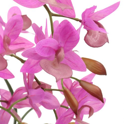 Floristik24 Orchidée en pot violet H55cm