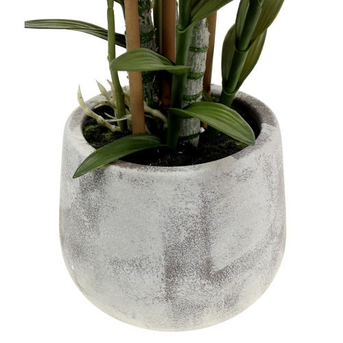 Floristik24 Orchidée en pot violet H55cm
