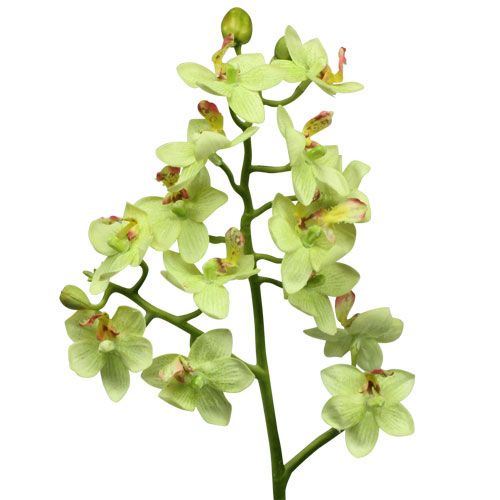 Floristik24 Orchidée 56cm vert clair