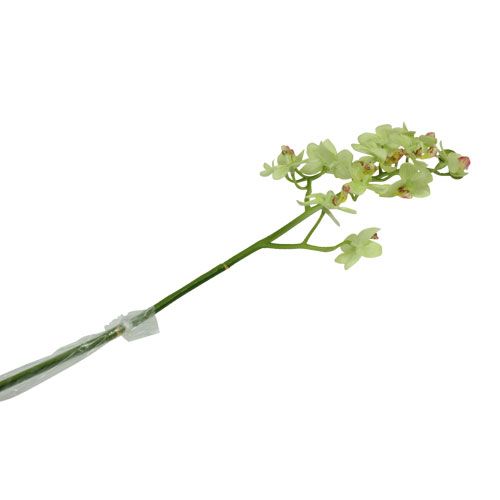 Floristik24 Orchidée 56cm vert clair