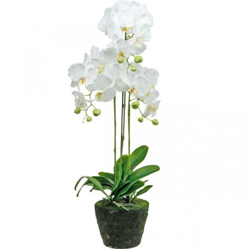 Floristik24 Orchidées artificielles pour le pot blanc 80cm