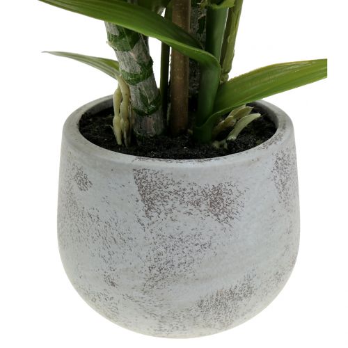 Floristik24 Orchidée en pot de saumon H41cm