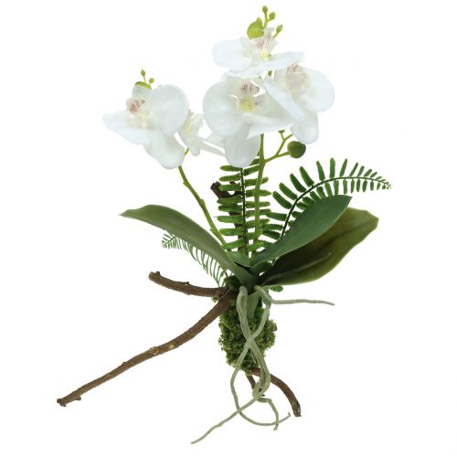 Floristik24 Orchidée blanche avec motte de mousse et racines 36 cm