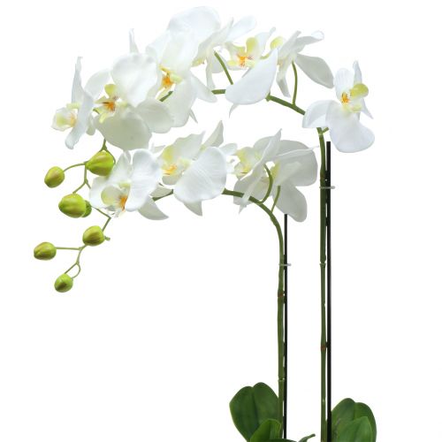 Orchidée Blanche sur bulbe de 65cm