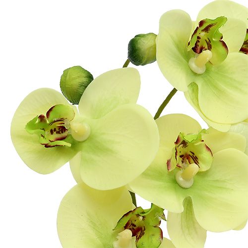 Floristik24 Orchidée en pot vert H30cm