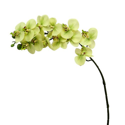 Floristik24 Branche d&#39;orchidée vert clair L58cm