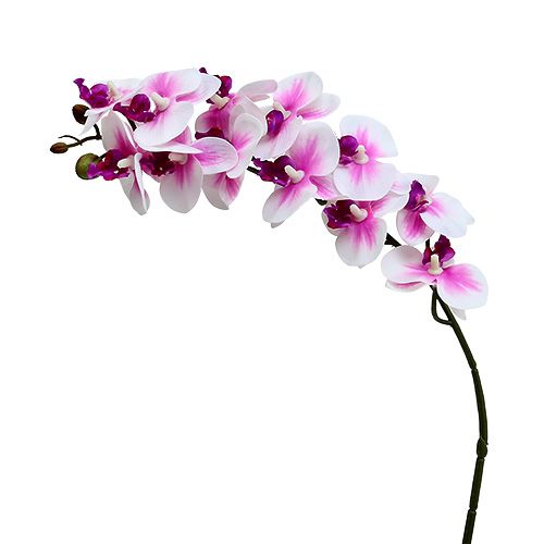 Floristik24 Branche d&#39;orchidée blanc-rose L58cm