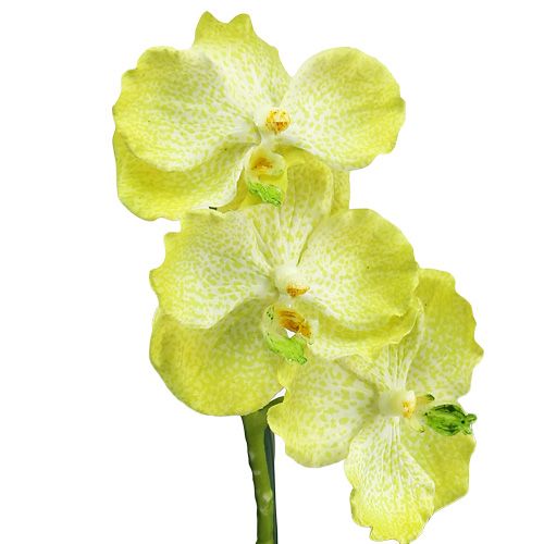 Article Orchidée avec racines vert clair L43cm