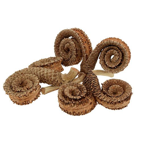 Article Cornes de palmier mâle Déco Nature 7-14cm 25 pièces